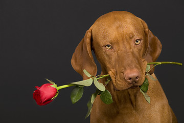 Image showing dog with rose