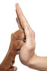 Image showing paw and hand