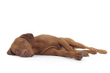 Image showing dog laying on side