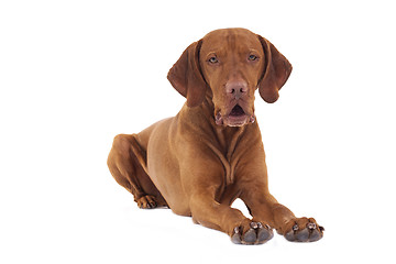 Image showing dog laying on white background