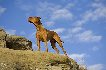 Image showing vizsla posing outdoors