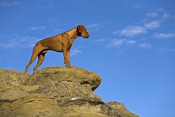 Image showing dog on the cliff