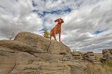 Image showing adventure dog