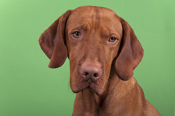 Image showing dog portrait