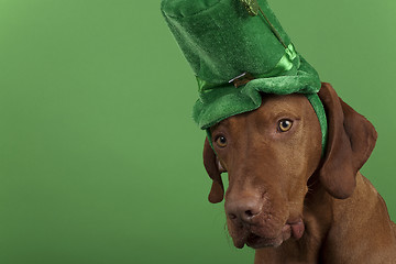 Image showing St.Patrick's Day dog