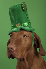 Image showing Dog with St.Patrick's Day hat 