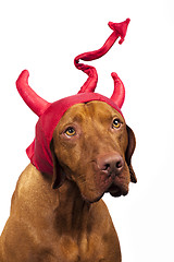 Image showing Halloween dog