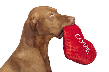 Image showing obedient dog holding red heart