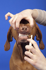 Image showing brushing dog teeth