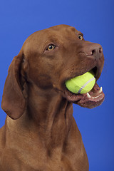 Image showing pure breed dog with tennis ball in mouth