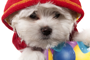 Image showing maltese puppy portrait 