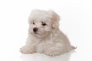 Image showing white puppy