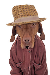 Image showing dog dressed casually 