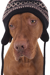 Image showing dog wearing a winter hat 