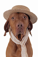 Image showing pointer dog with straw hat and scarf