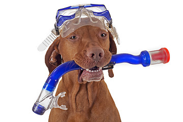 Image showing snorkeling dog