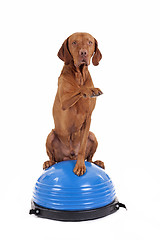 Image showing dog sitting on top of exercise ball