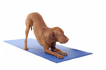 Image showing downward dog