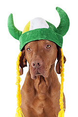 Image showing dog with viking hat