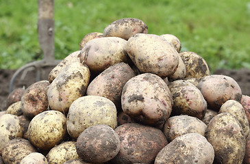 Image showing Freshly harvested potatoes