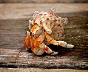 Image showing Hermit Crab