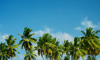 Image showing Palm Trees