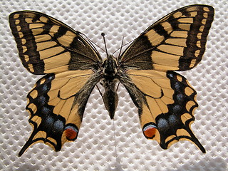 Image showing butterfly