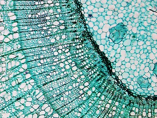 Image showing Pine Wood micrograph