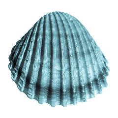 Image showing Shell picture