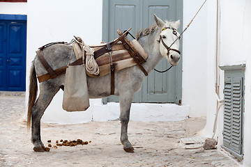 Image showing Working donkey