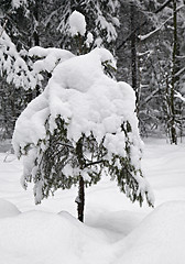 Image showing Fir-tree in winter