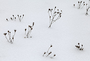 Image showing Dry grass covered with snow