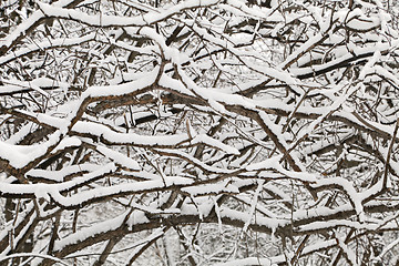 Image showing Bush covered with snow