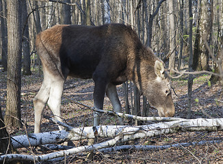 Image showing Moose in a spring forest