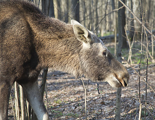 Image showing Moose in a spring forest