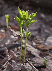 Image showing Sprouts