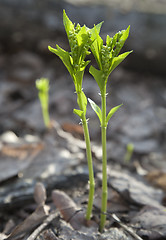 Image showing Sprouts