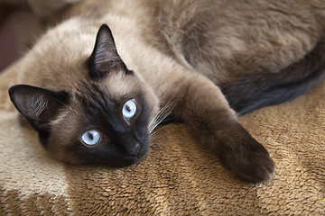 Image showing Siamese cat