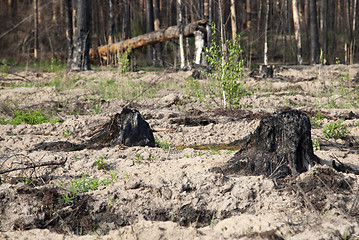 Image showing After a forest fire