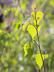 Image showing Young birch