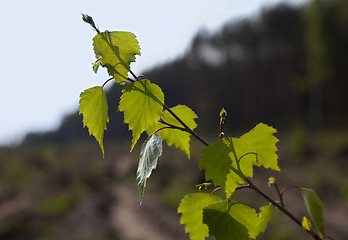 Image showing Young birch