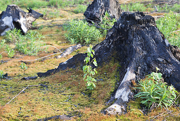 Image showing After a forest fire