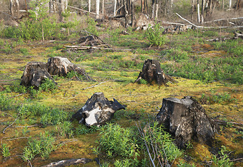 Image showing After a forest fire