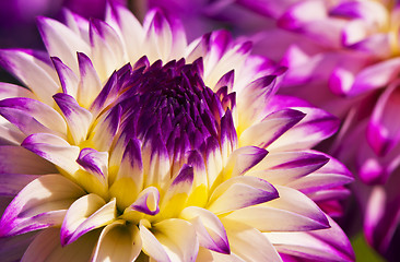 Image showing Autumn flower