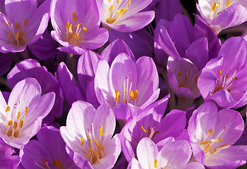 Image showing Autumn crocus or meadow saffron or naked lady