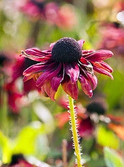 Image showing Autumn flower