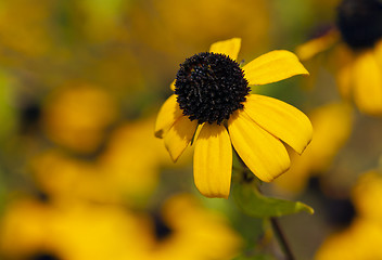 Image showing Browneyed Susan, brown-eyed Susan, thin-leaved coneflower, three