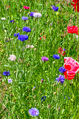 Image showing Flowers