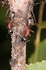 Image showing Ant and aphids