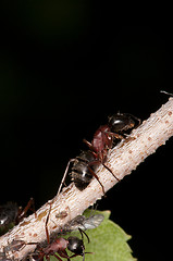 Image showing Ant and aphids